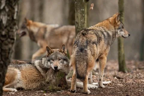 Grey wolf in the forest Stock Photos