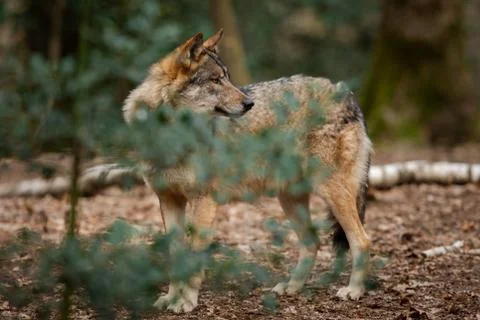 Grey wolf in the forest Stock Photos