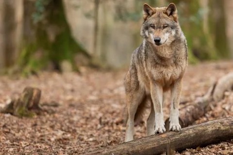 Grey wolf in the forest Foto stock