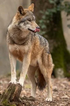 Grey wolf in the forest Stock Photos