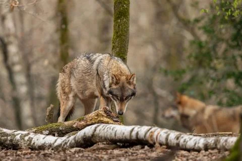 Grey wolf in the forest Stock Photos