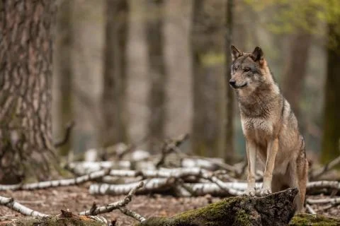 Grey wolf in the forest Stock Photos