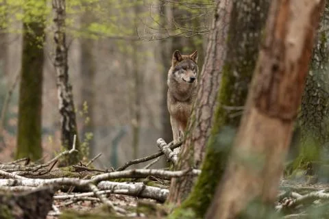 Grey wolf in the forest Stock Photos