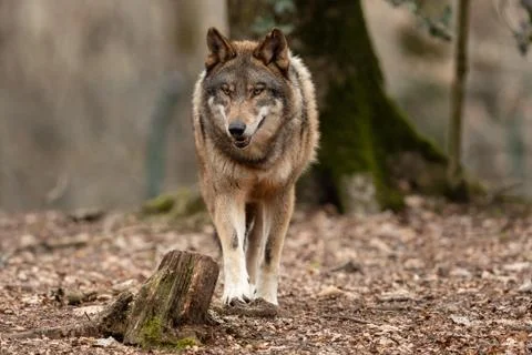Grey wolf in the forest Stock Photos
