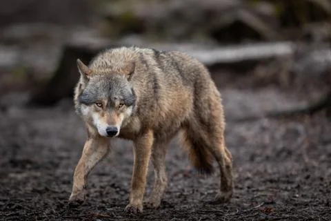 Grey wolf in the forest Stock Photos