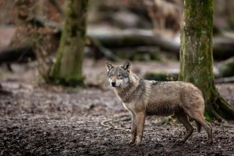Grey wolf in the forest Stock Photos