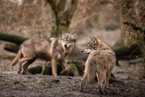 Grey wolf in the forest Stock Photos