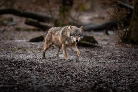Grey wolf in the forest Stock Photos