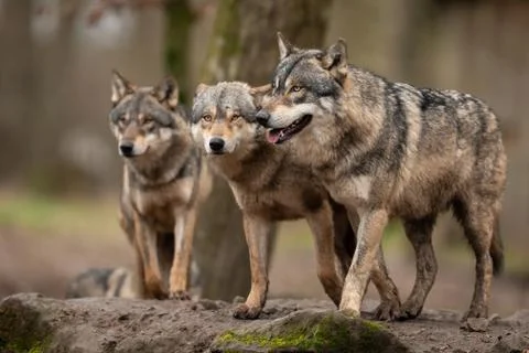 Grey wolf in the forest Stock Photos