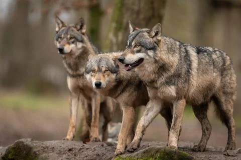 Grey wolf in the forest Foto stock