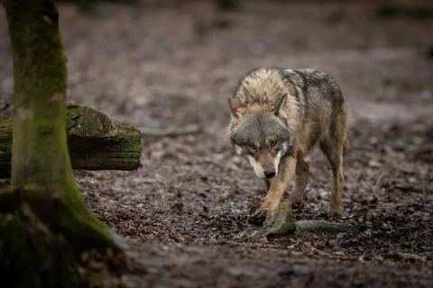 Grey wolf in the forest Stock Photos