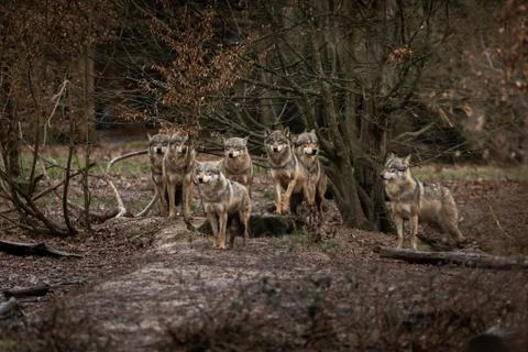 Grey wolf in the forest Stock Photos