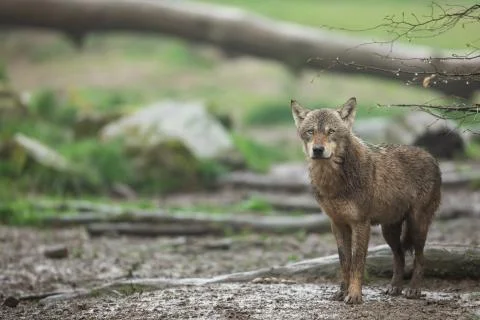 Grey wolf in the forest Foto stock
