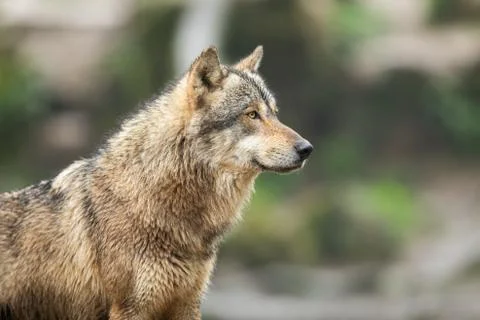 Grey wolf in the forest Stock Photos