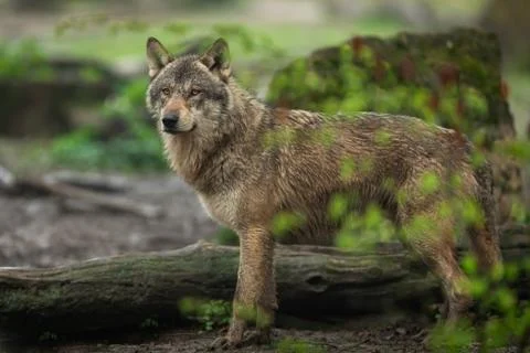 Grey wolf in the forest Stock Photos