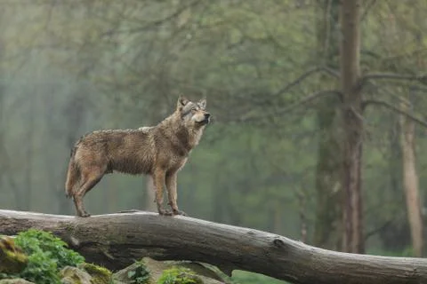 Grey wolf in the forest Stock Photos