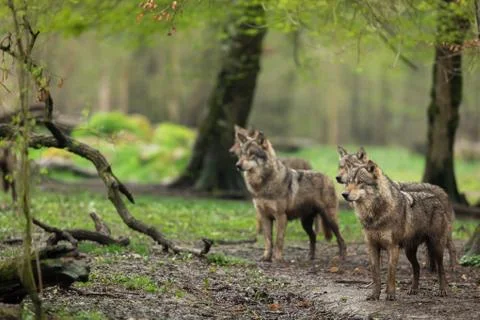 Grey wolf in the forest Foto stock
