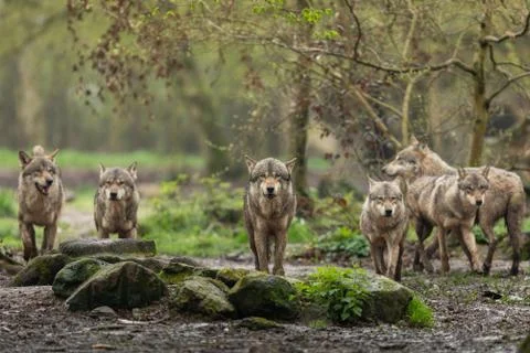 Grey wolf in the forest Stock Photos