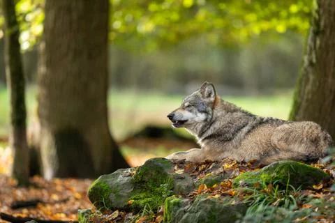 Grey wolf in the forest Stock Photos