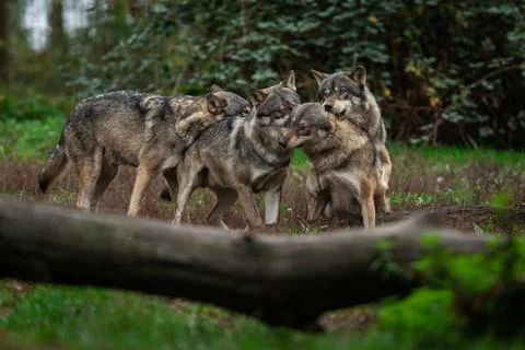 Grey wolf in the forest Stock Photos