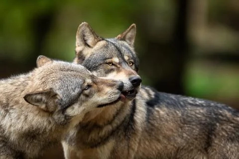 Grey wolf in the forest Stock Photos