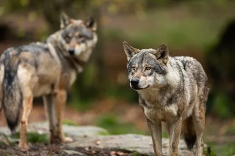 Grey wolf in the forest Stock Photos