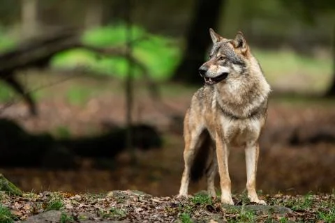 Grey wolf in the forest Foto stock