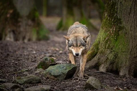Grey wolf in the forest Foto stock