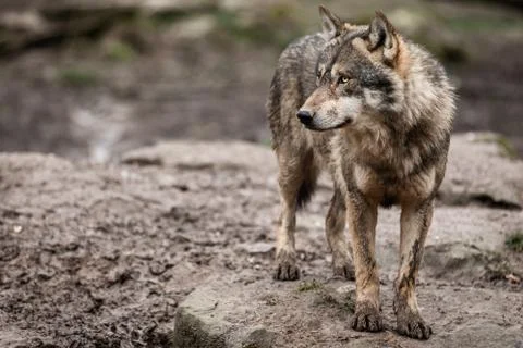 Grey wolf in the forest Stock Photos
