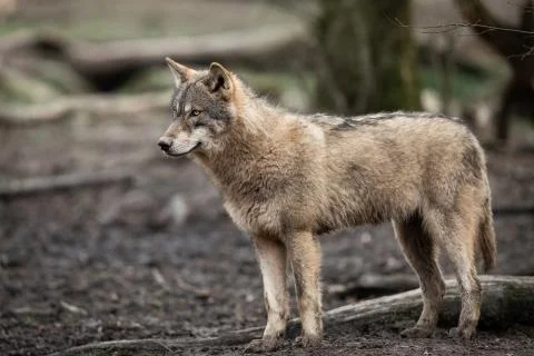 Grey wolf in the forest Stock Photos
