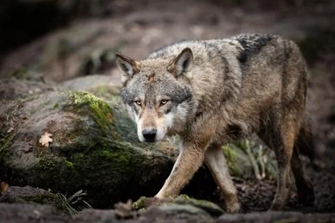 Grey wolf in the forest Stock Photos
