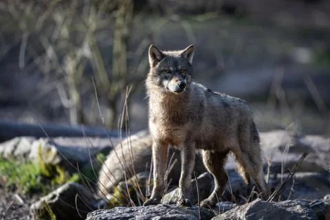 Grey wolf in the forest Stock Photos