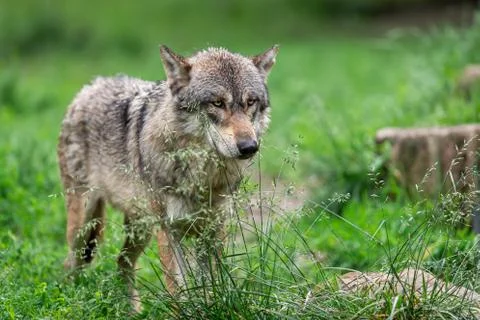 Grey wolf in the forest Stock Photos