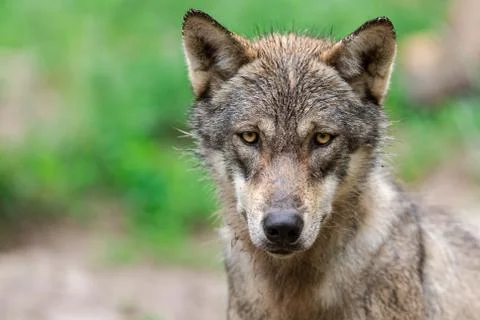 Grey wolf in the forest Foto stock