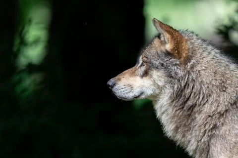 Grey wolf in the forest Stock Photos