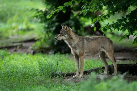 Grey wolf in the forest Stock Photos