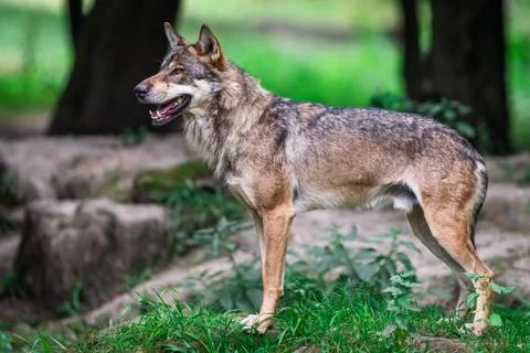 Grey wolf in the forest Foto stock