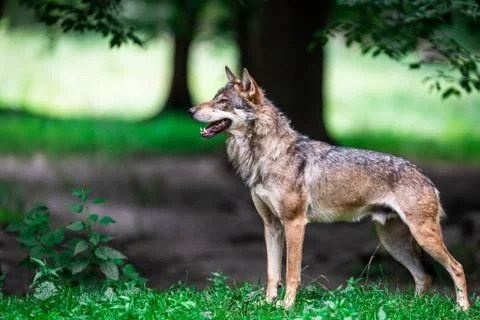 Grey wolf in the forest Stock Photos