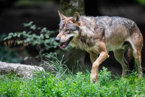 Grey wolf in the forest Foto stock