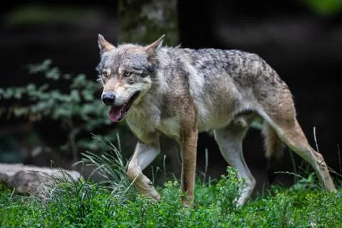 Grey wolf in the forest Stock Photos
