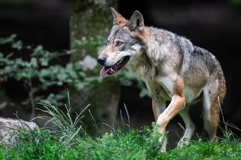 Grey wolf in the forest Stock Photos