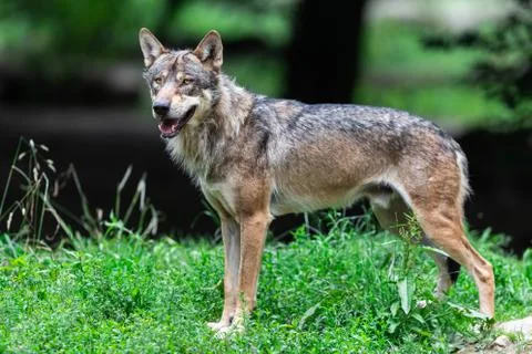 Grey wolf in the forest Foto stock
