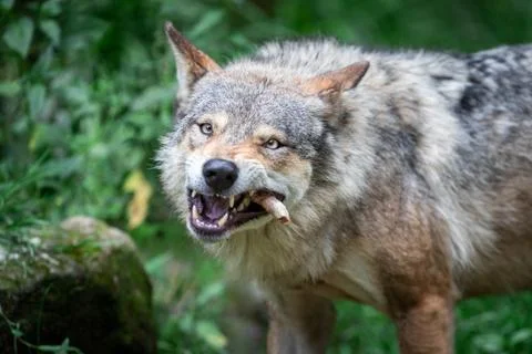 Grey wolf in the forest Stock Photos