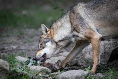 Grey wolf in the forest Stock Photos