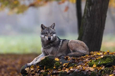 A grey wolf in the forest Foto stock