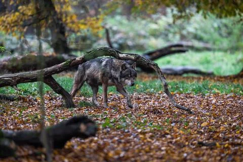 A grey wolf in the forest Stock Photos