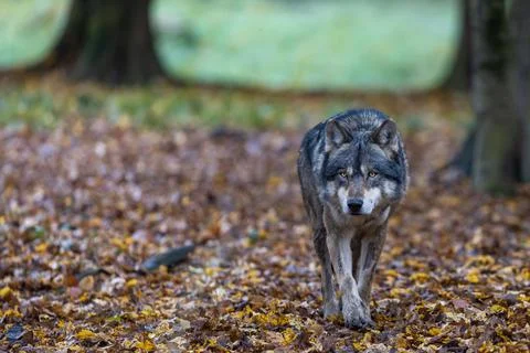 A grey wolf in the forest Stock Photos
