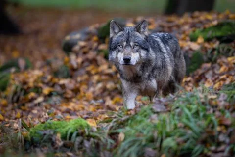 A grey wolf in the forest Foto stock