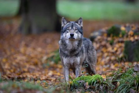 A grey wolf in the forest Stock Photos