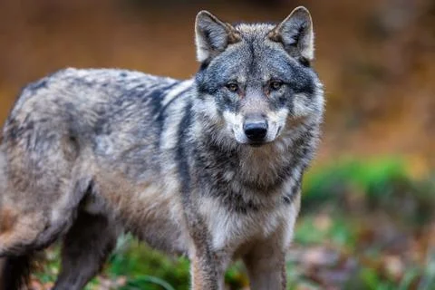 A grey wolf in the forest Stock Photos